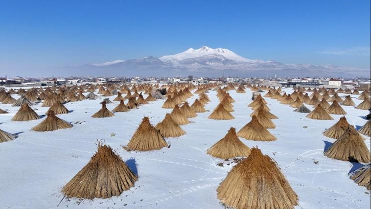 Soğuk havaya aldırmıyorlar: Sultan Sazlığı’nda kış ortasında kamış hasadı sürüyor