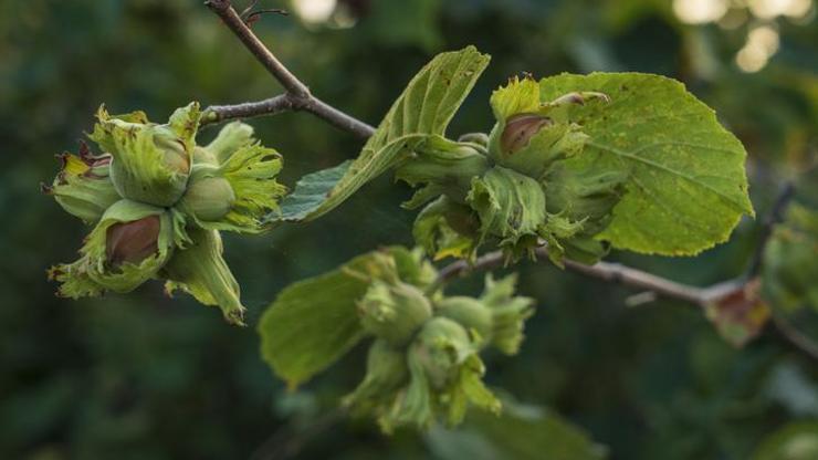  2025’te 2,25 milyar dolarlık gelir