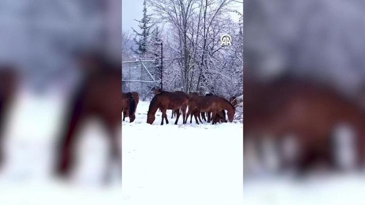 Doğada yemek bulamayan yılkı atları böyle görüntülendi