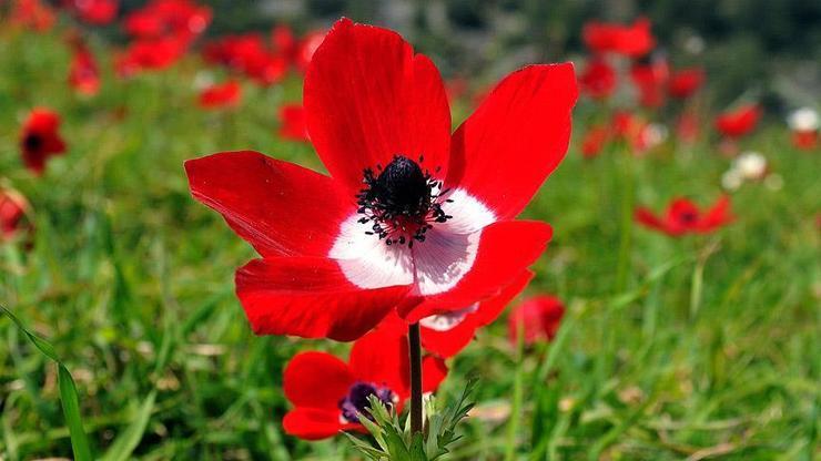 Cemre ne zaman düşecek? 2026 ilk cemre düşmesi ne zaman gerçekleşecek? Cemre ne zaman düşecek? 2026 ilk cemre düşmesi ne zaman gerçekleşecek?