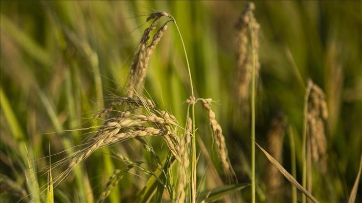 TMO çeltik alım fiyatlarını açıkladı