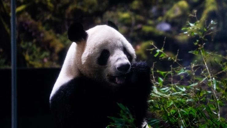 4 Bin Kişilik Yere 100 Bin Başvuru Japonyada Görülmemiş İzdiham: Nedeni Pandalar...