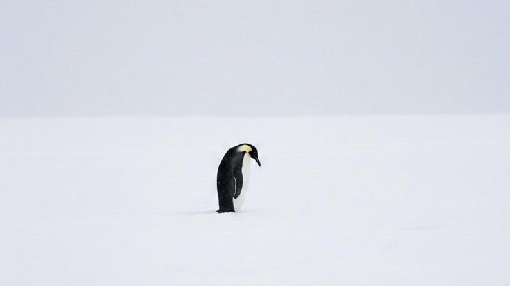 NİHİLİST PENGUENİN HİKAYESİ, OLAYI NEDİR Nihilist Penguen Hangi Belgesel Penguen Neden Sürüden Ayrıldı