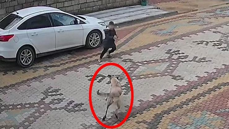 Mardinde sokak köpeklerinin saldırdığı çocuğu esnaf kurtardı