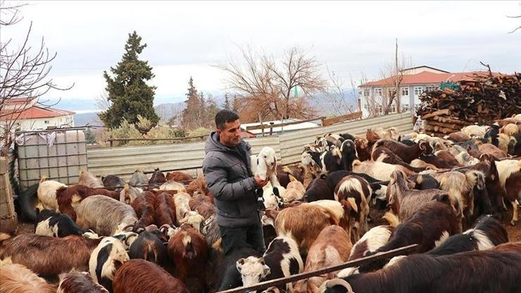 Depremde hayvanlarını kaybetti, devlet desteğiyle sürüsünü yeniden büyüttü