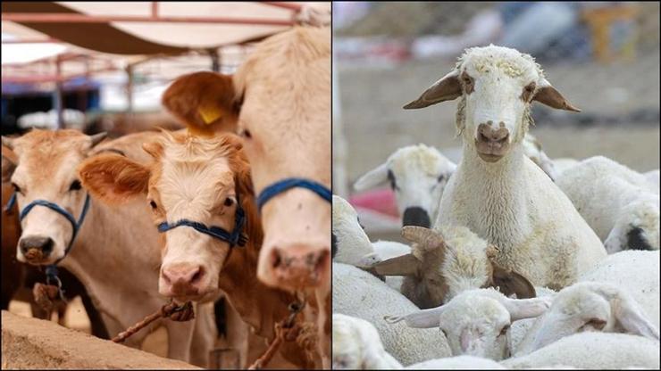 Küçükbaş sayısı 57 milyonu aştı Küçükbaş sayısı 57 milyonu aştı