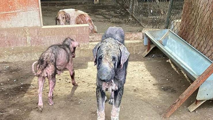 Antalya'da barınaktaki tepki çeken görüntülere soruşturma