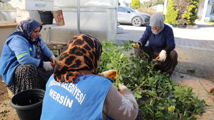 Akdeniz Belediyesi, kendi süs bitkisini üretiyor