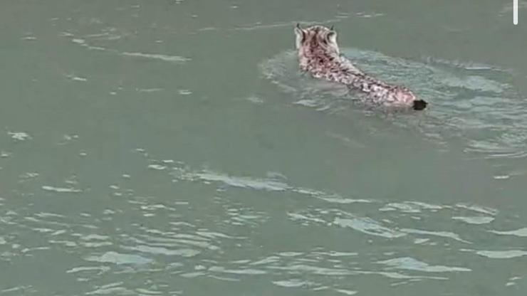 Nesli tehlike altında olan vaşak, çaydan geçerken görüntülendi