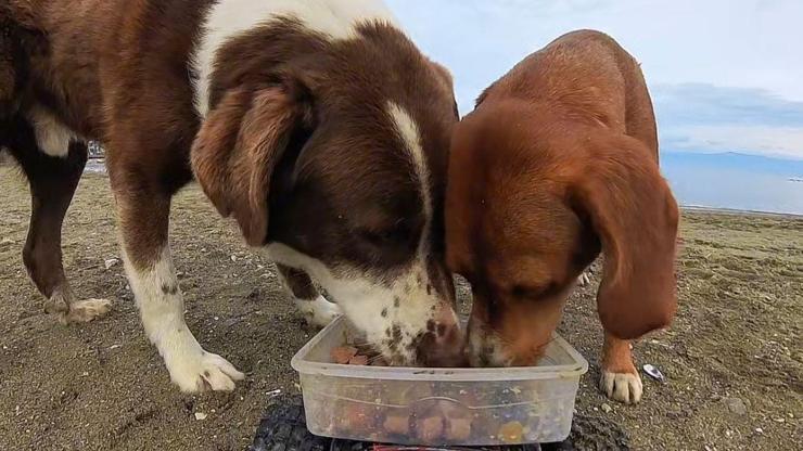 Sokak hayvanlarına, ‘oyuncak arabalı’ mama servisi