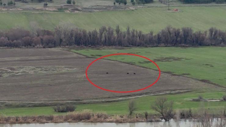 Hevsel Bahçeleri’nde domuz sürüsü görüntülendi