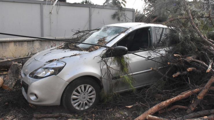 Park halindeki otomobilin üzerine ağaç devirdi Park halindeki otomobilin üzerine ağaç devirdi