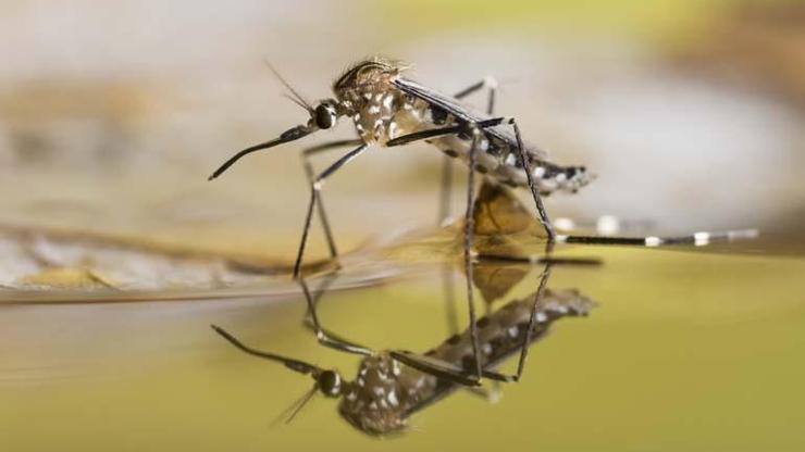 Tropikal Tehdit: 29 Ülkeye Yayılabilir... Dang, Zika, Chikungunya: Tropik Hastalıklar Avrupa’ya Yerleşiyor