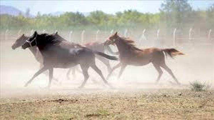 TİGEM, Değeri 100 milyon lira olan yarış atları kayıp iddiasını yalanladı TİGEM, Değeri 100 milyon lira olan yarış atları kayıp iddiasını yalanladı