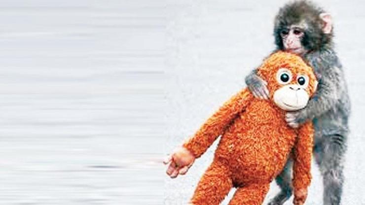 Yavru maymun Punch’ın oyuncağa sarıldığı anlar viral oldu Yavru maymun Punch’ın oyuncağa sarıldığı anlar viral oldu