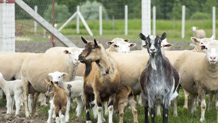 KIRSALDA BEREKET KÜÇÜKBAŞA DESTEK PROJESİ| Destek projesi başvuru şartları ve kredi vade sayısı ne? Küçükbaş destek projesinden kimler faydalanacak?