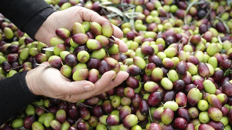 Milas Çekişke zeytinine AB tescili yolda Milas Çekişke zeytinine AB tescili yolda