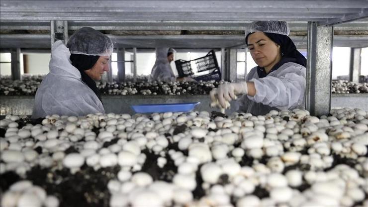 Ayda 60 ton üretim Ayda 60 ton üretim