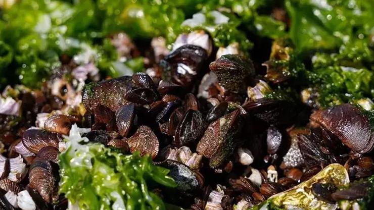 İzmir Körfezi’nde midyelerde hepatit A ve norovirüs iddiası! Açıklama geldi