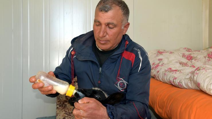 Annesi ölen 20 günlük kuzuyu evinde biberonla besliyor