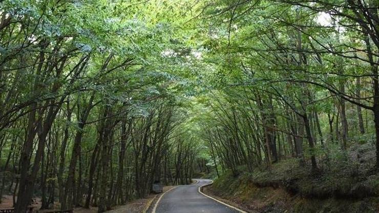 21 ilde orman sınırları güncellendi