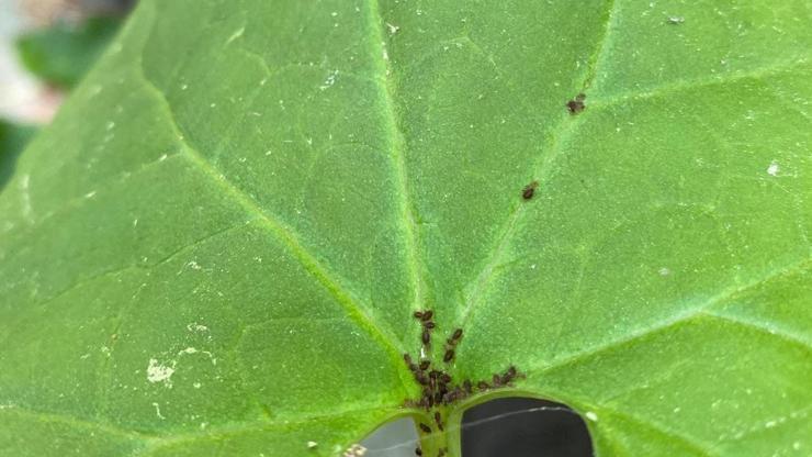 Kaz Dağları'nda yeni bir böcek türü keşfedildi