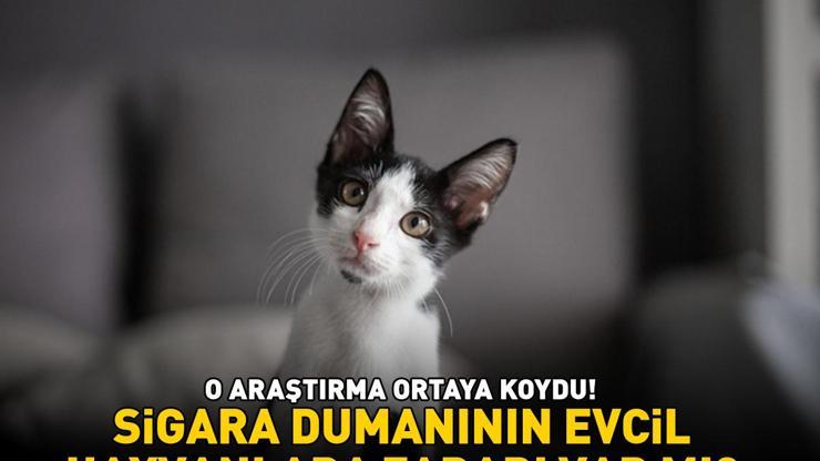 Sigara dumanının evcil hayvanlara zararı var mı O araştırma ortaya koydu Meğer insanlara göre...