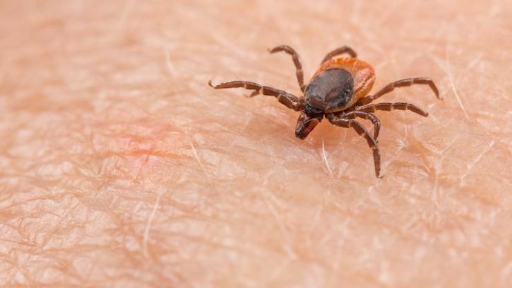 ŞOK İDDİA Lyme hastalığı CIA projesinin parçası mı On binlerce kene doğaya bırakılmış...