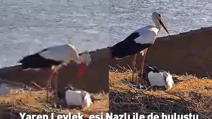 Soğuk ve rüzgar engelini aştı... Yaren Leylek, eşi Nazlı ile de buluştu