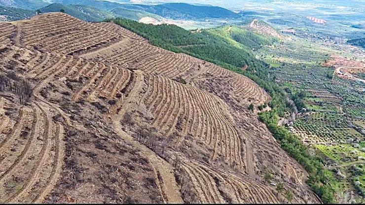 Hatay’da yangından zarar gören 287 hektar ormanlık alan yeşillendiriliyor