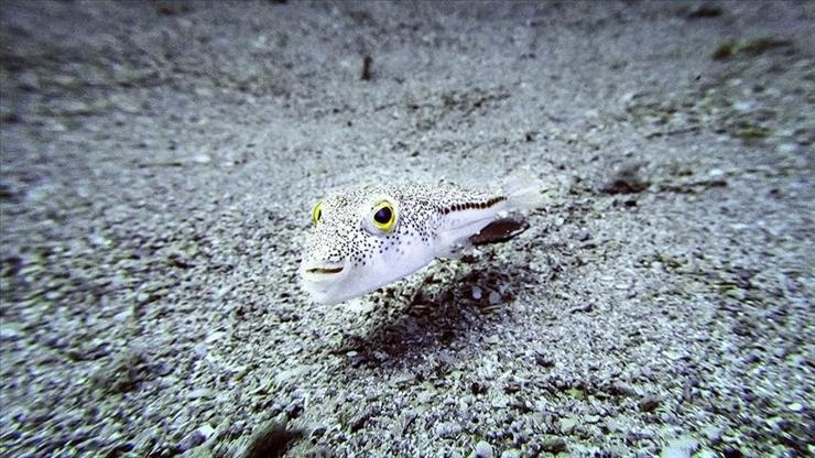 Türkiye’de 177 istilacı tür tespit edildi! 2030’a kadar yarıya indirilecek