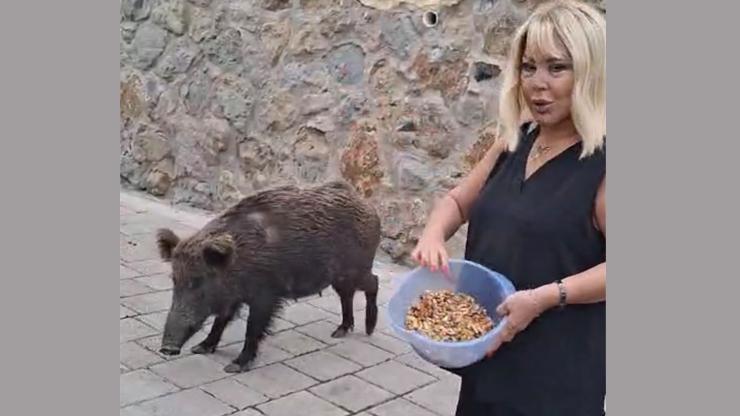 Safiye Soyman kapısına gelen domuzu elleriyle besledi Safiye Soyman kapısına gelen domuzu elleriyle besledi