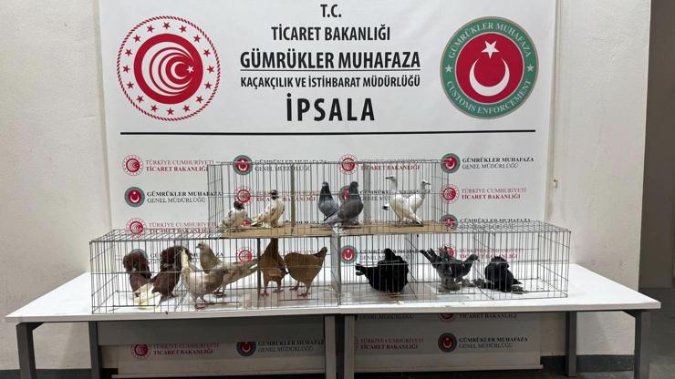 İpsala'da kaçak hayvanlar ele geçirildi