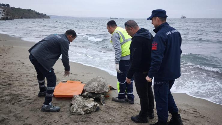 Tekirdağ'da ölü caretta caretta sahile vurdu -