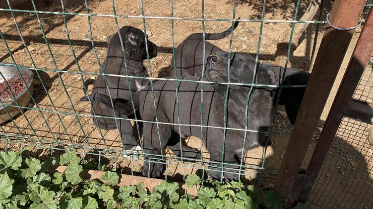 Yavru köpeklerin kulaklarını kesip satan üreticiye 327 bin TL para cezası