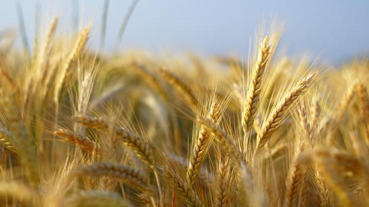 FAO endeksi son 6 ayın zirvesinde FAO endeksi son 6 ayın zirvesinde