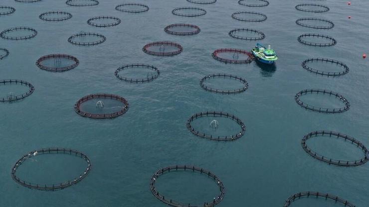 turk-somonu-ihracati-ilk-ceyrekte-91-milyon-dolari-asti