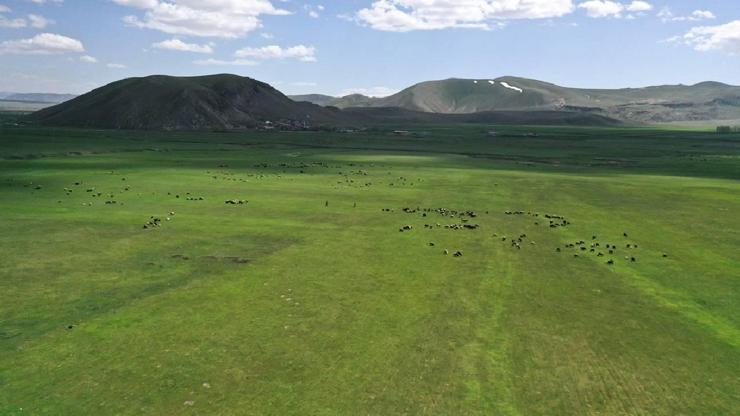 Bakanlıktan Kars'taki mera yasağı iddialarına yalanlama