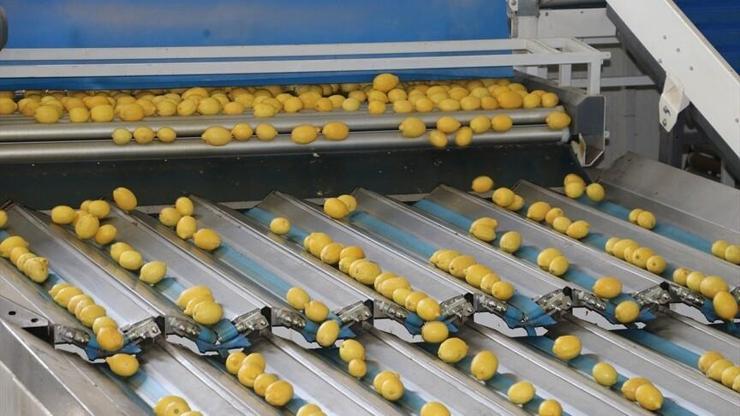 turkiyenin-yas-meyve-ve-sebze-ihracati-13-milyar-dolari-asti