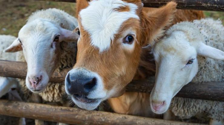 SON DAKİKA | Vekalet yoluyla kurban kesim bedelleri belirlendi