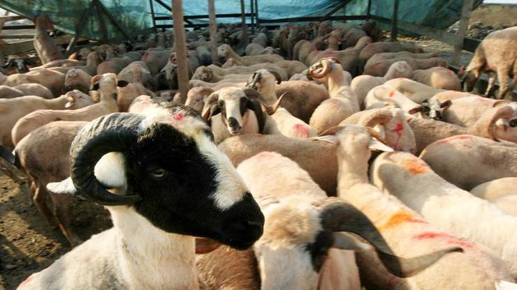  Diyanet yurt içi ve yurt dışı kurban kesim bedelleri ne kadar? Vekalet kurban kaç TL oldu?