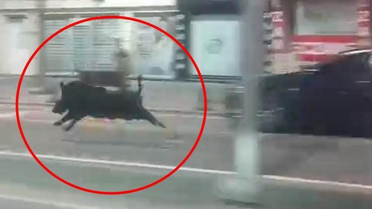Kent merkezinde domuz paniği: 3 kişi yaralandı