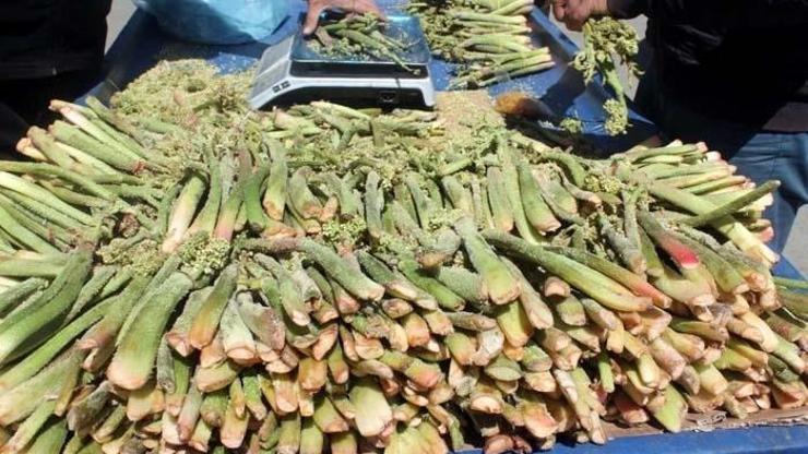 Doğada Kendiliğinden Yetişiyor C, A, B1, B2, E ve K Vitamini Deposu Doğal İlaç Tezgahlarda 300 TLden Satılıyor