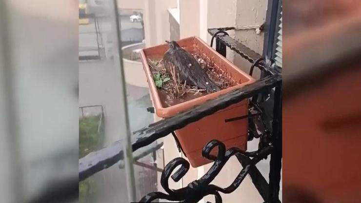 Duygulandıran anlar Doluya rağmen yumurtalarını korudu