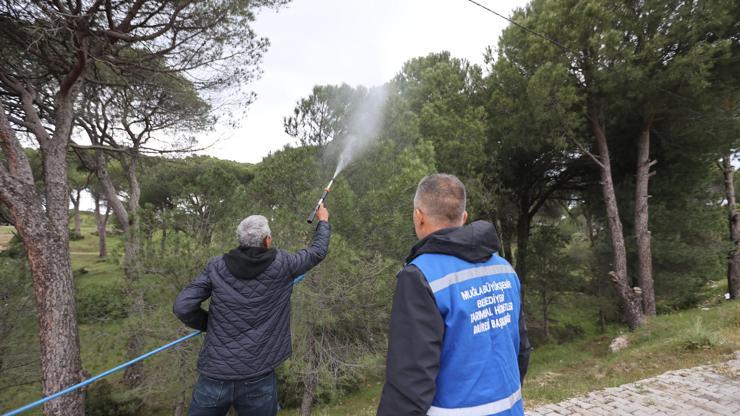 Muğla'da çam fıstığı üreticisine doğal ilaç desteği