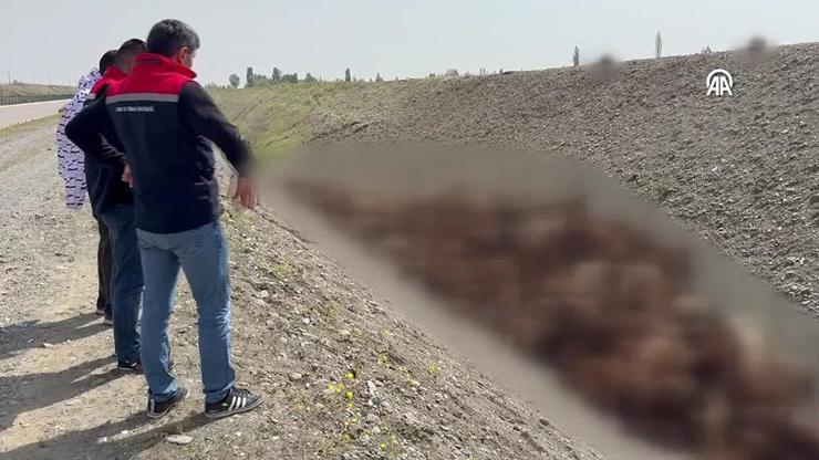 Koyun sürüsünde arı izdihamı