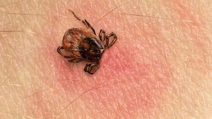 Yaz Geliyor, Kene Kabusu Başlıyor Türkiyede En Riskli Bölgeler Neler
