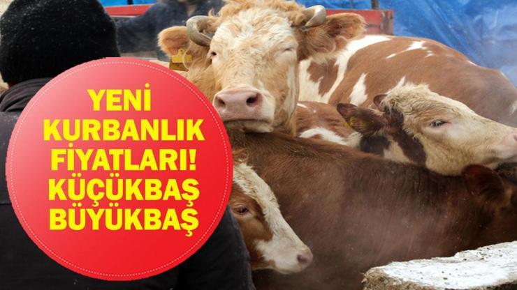yeni-kurbanlik-fiyatlari-2026-buyukbas-kucukbas-kurbanlik-ve-hisse-fiyatlari-ne-bu-yil-kurbanliklar-ne-kadar