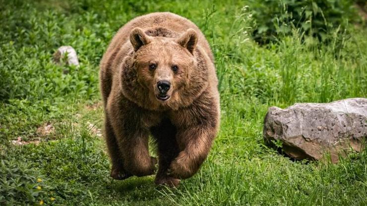 Bulgaristan'da başkent yakınlarında ayı saldırısı: Bir kişi hayatını kaybetti