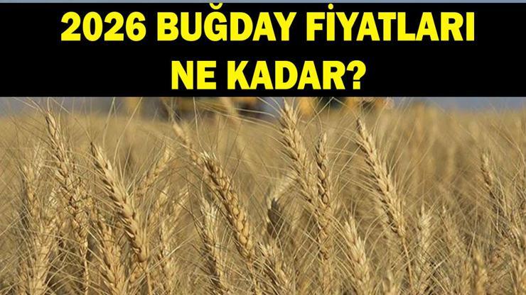 BUĞDAY FİYATLARI 2026 GÜNCEL: 2026 buğday fiyatları ne kadar? Arpa ve buğday fiyatları açıklandı mı?
